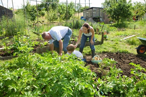 young family picking vegetables in their garden