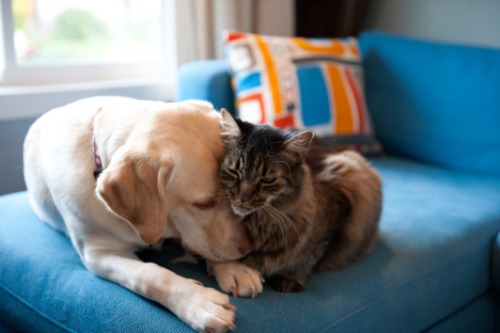 dog and cat cuddling