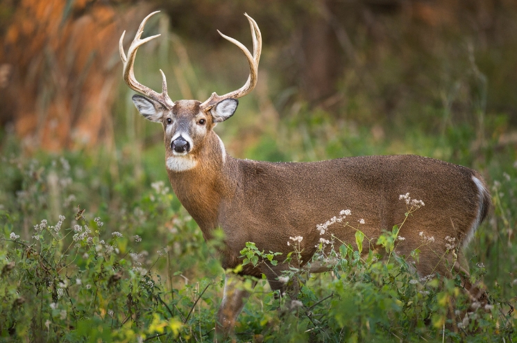 mature buck in nature